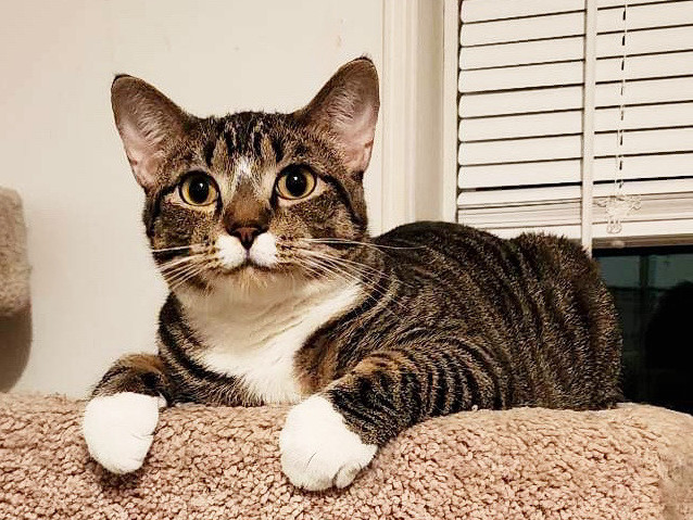 Beluga: Adoptable Male Cat in Wichita, KS