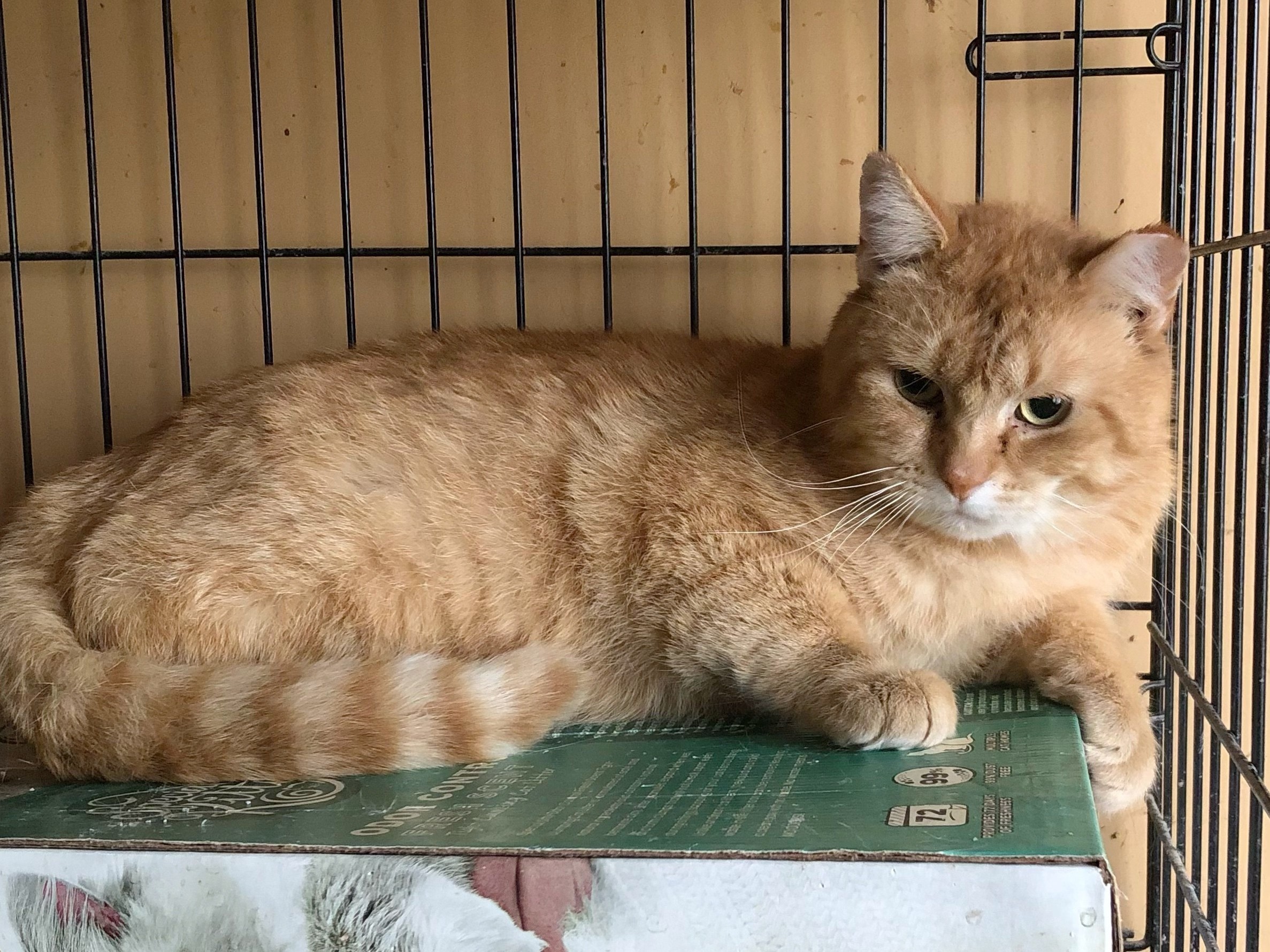 Beluga: Adoptable Male Cat in Wichita, KS