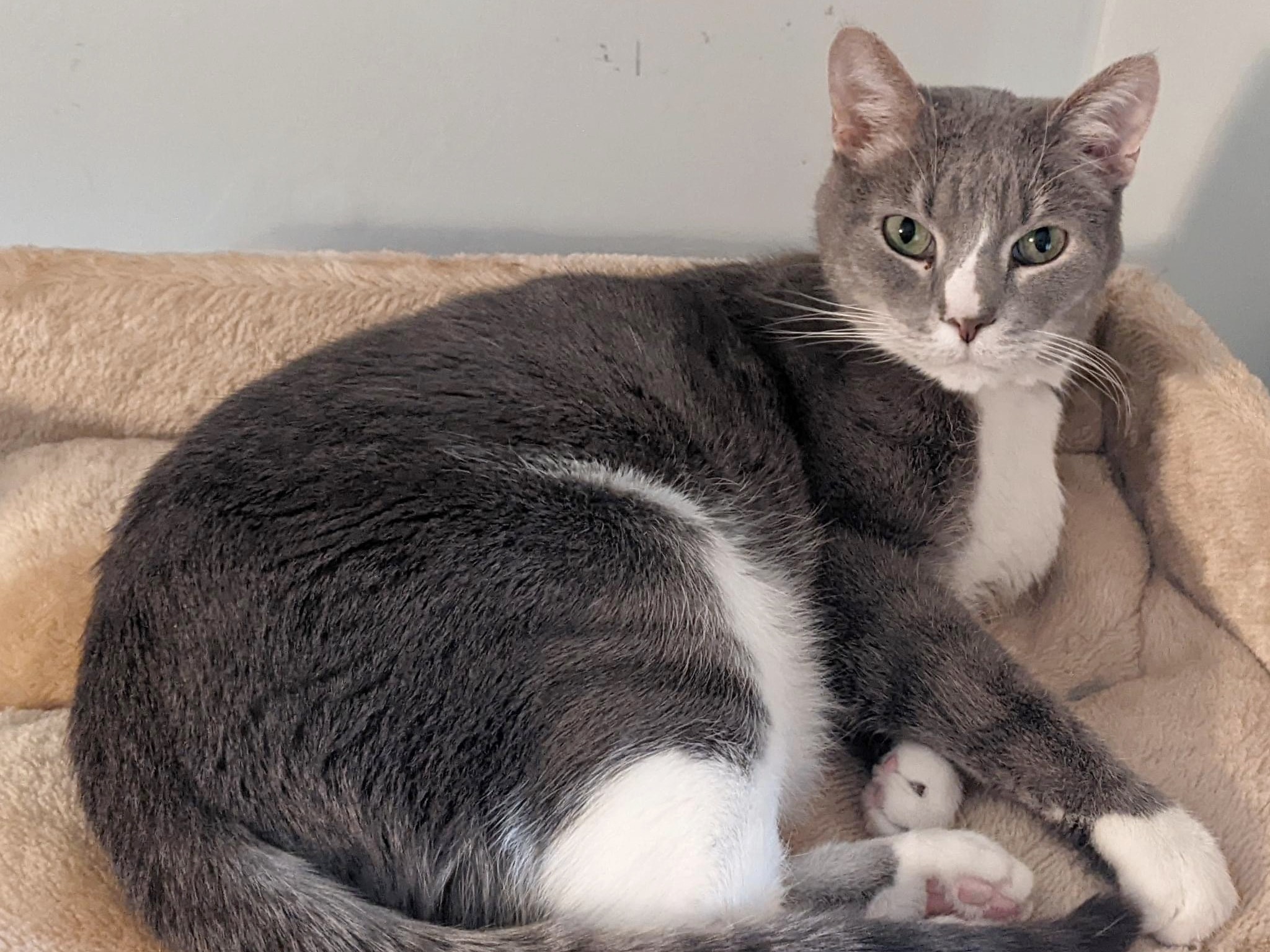 Cat for adoption - Beluga, a Domestic Short Hair in Wichita, KS