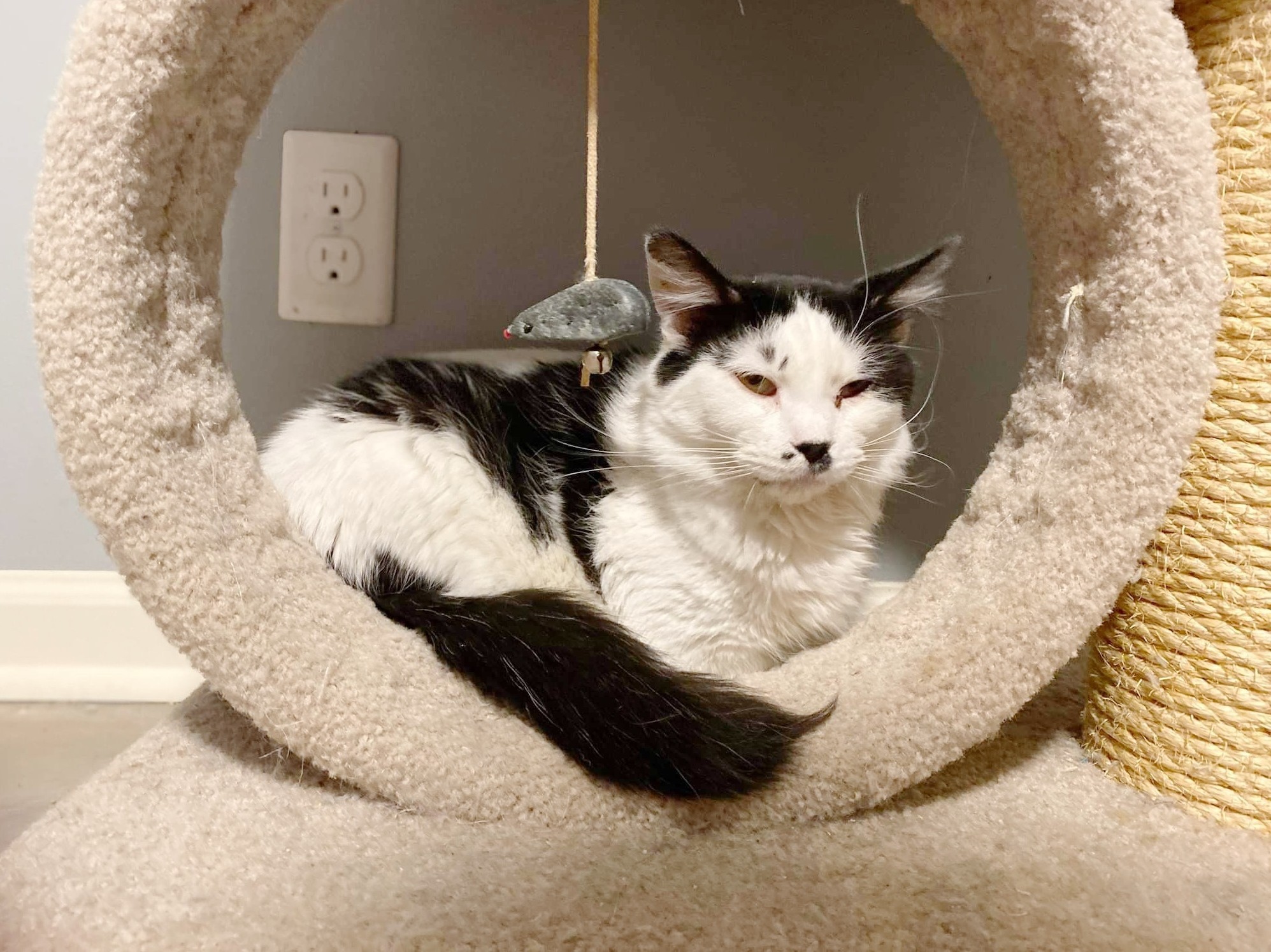 Beluga: Adoptable Male Cat in Wichita, KS