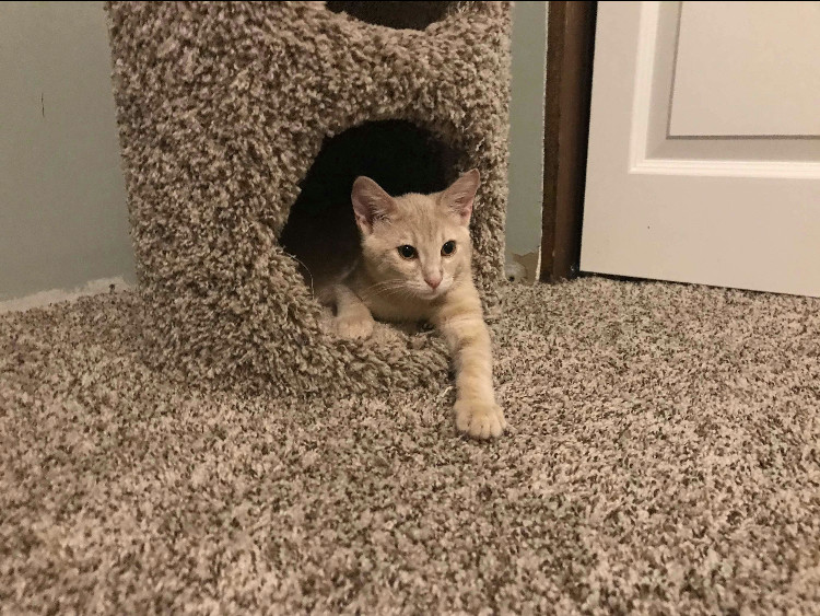 Adoptable Cats in Wichita, KS Beauties and Beasts