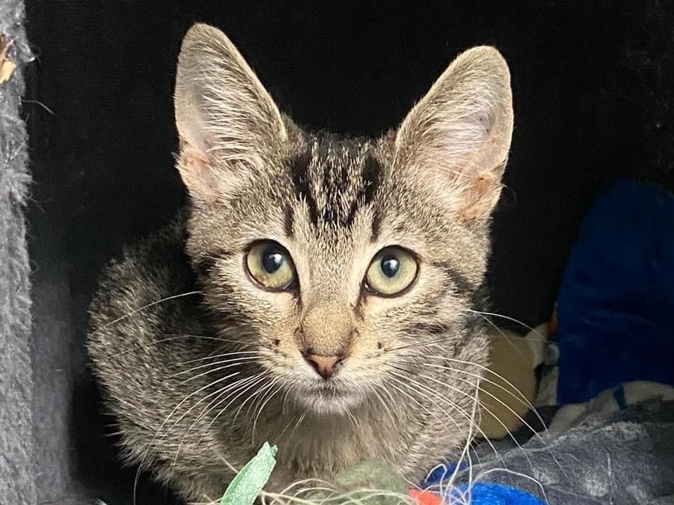 Beluga: Adoptable Male Cat in Wichita, KS