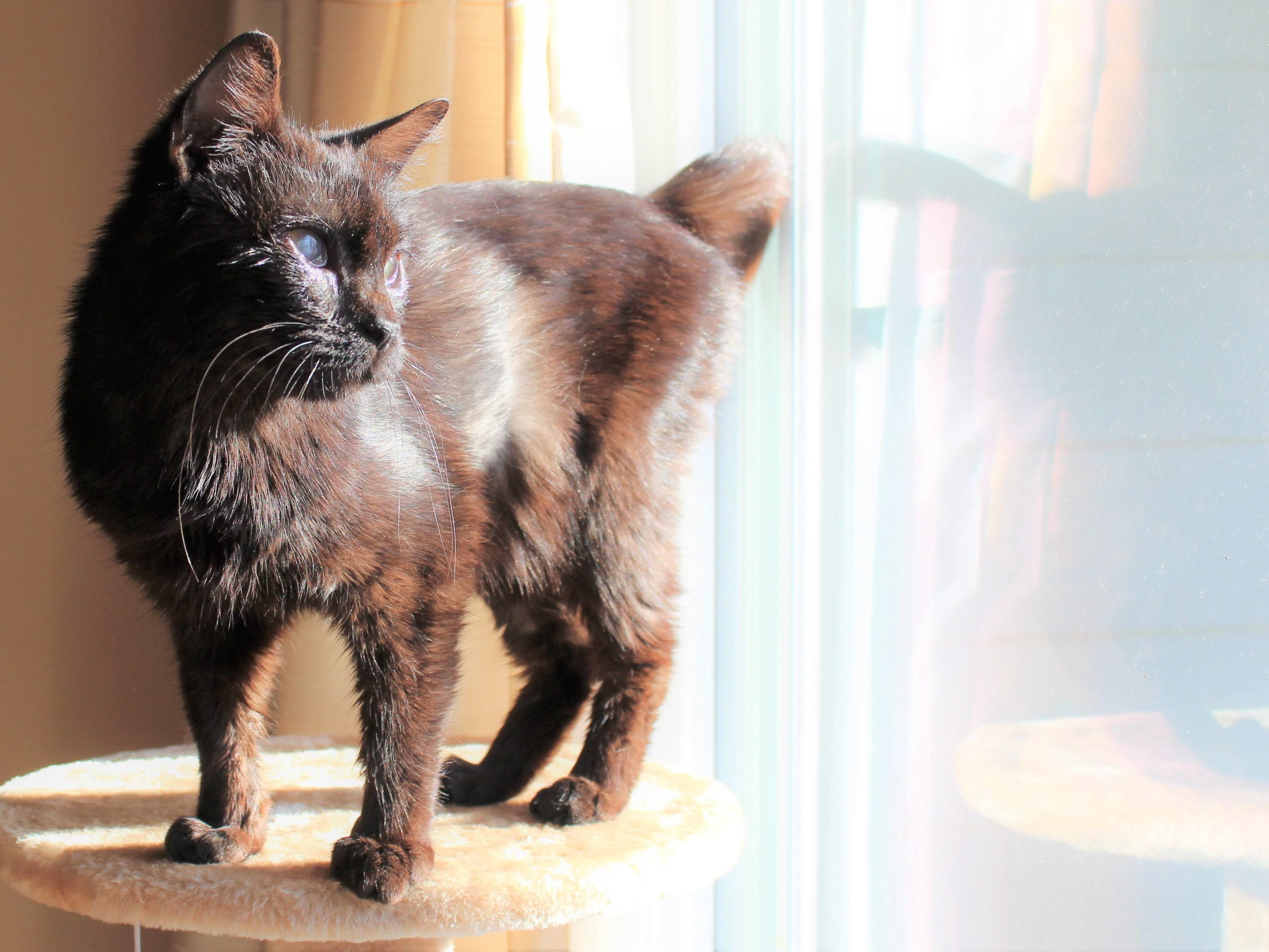 Adoptable Cats in Wichita, KS Beauties and Beasts