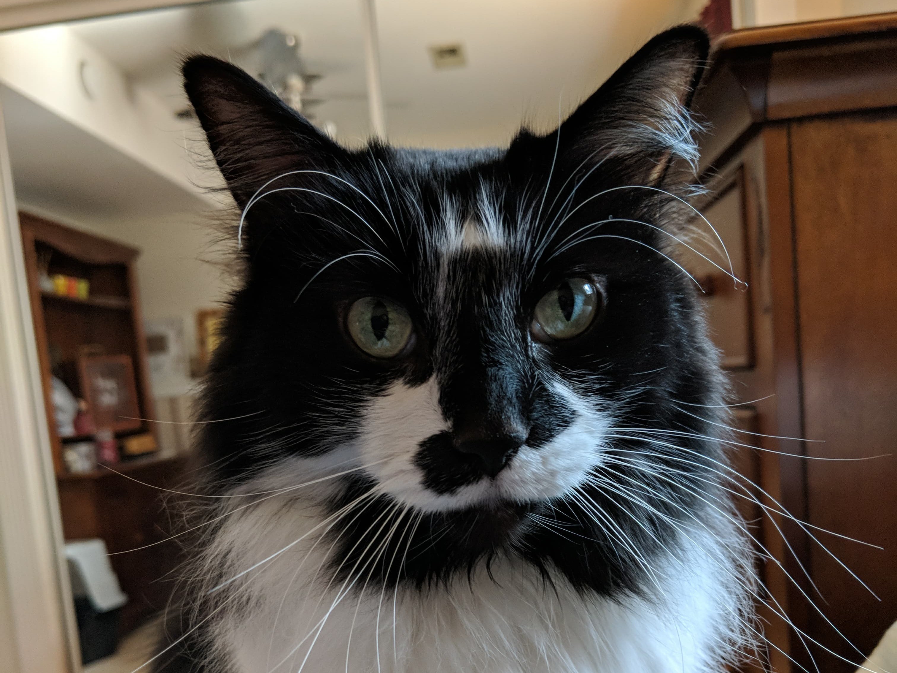 Adoptable Cats in Wichita, KS Beauties and Beasts