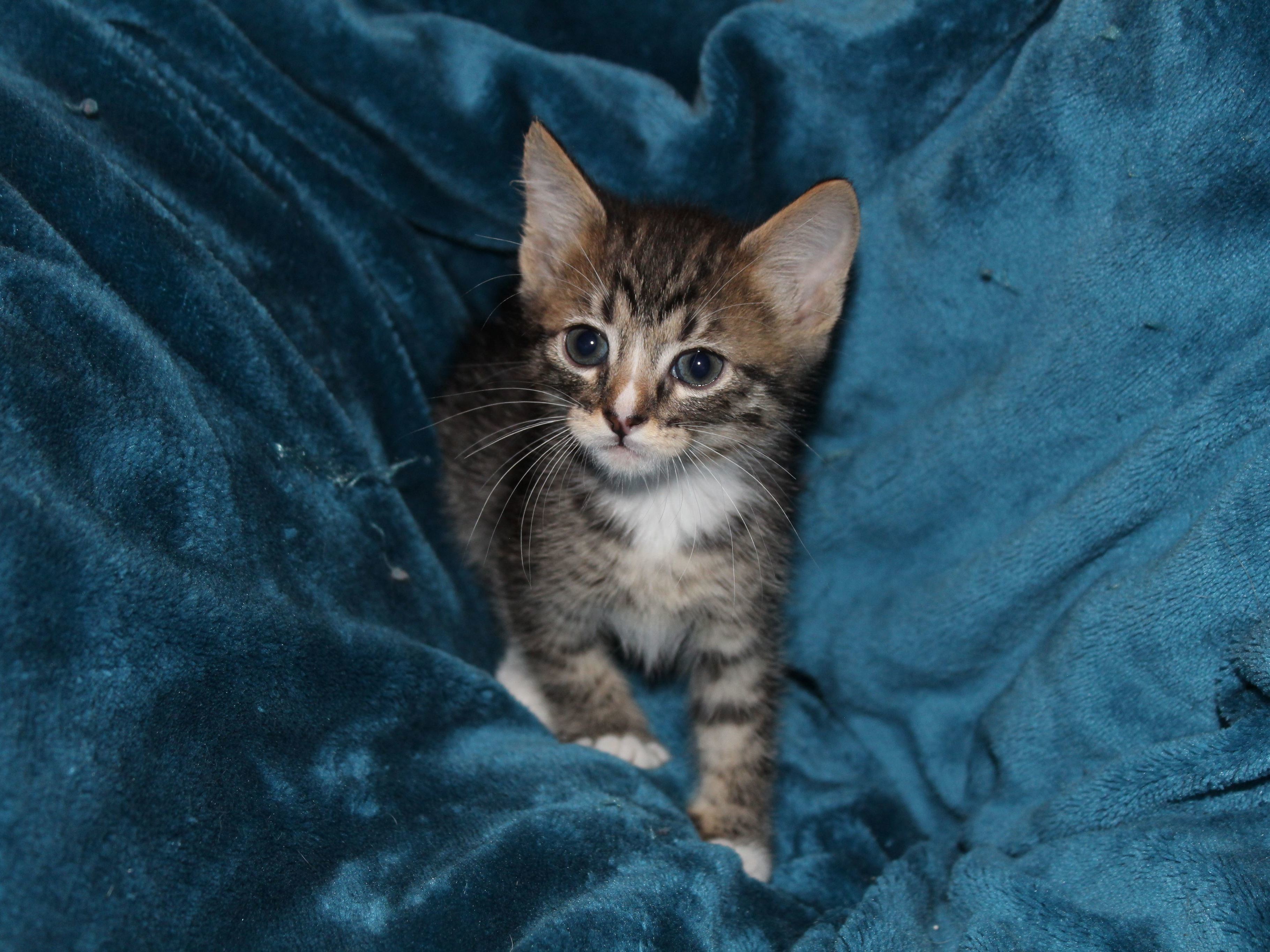 Adoptable Cats in Wichita, KS | Beauties and Beasts