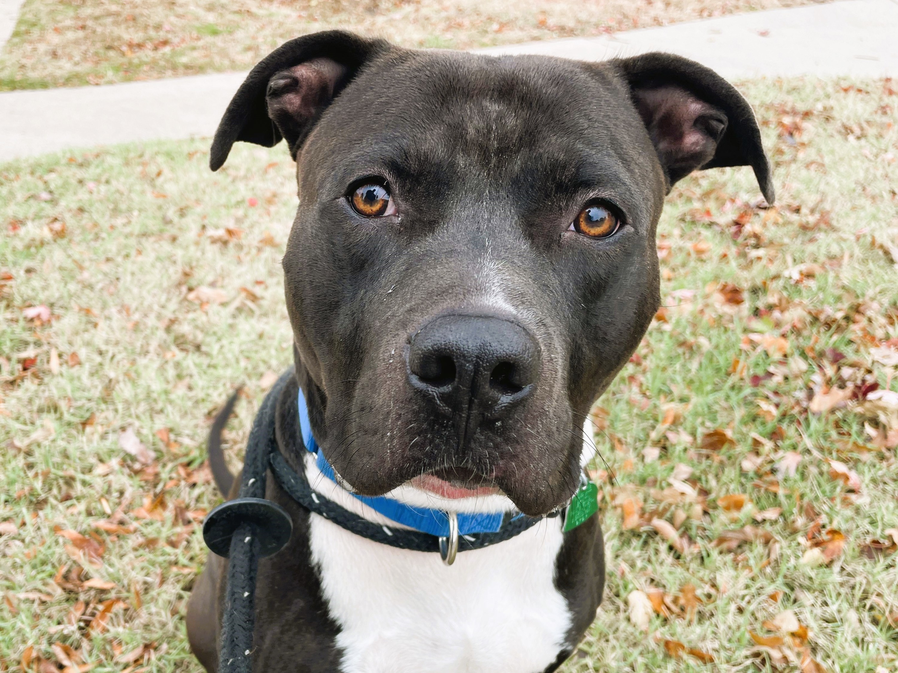 Adoptable Dogs in Wichita, KS | Beauties and Beasts