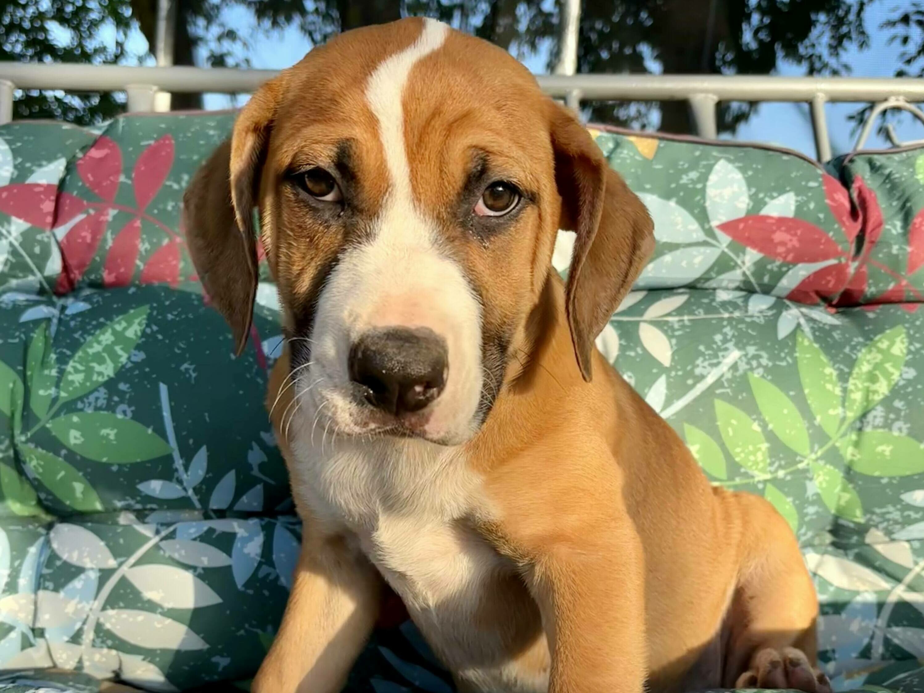 Adoptable Puppies in Wichita, KS | Beauties and Beasts