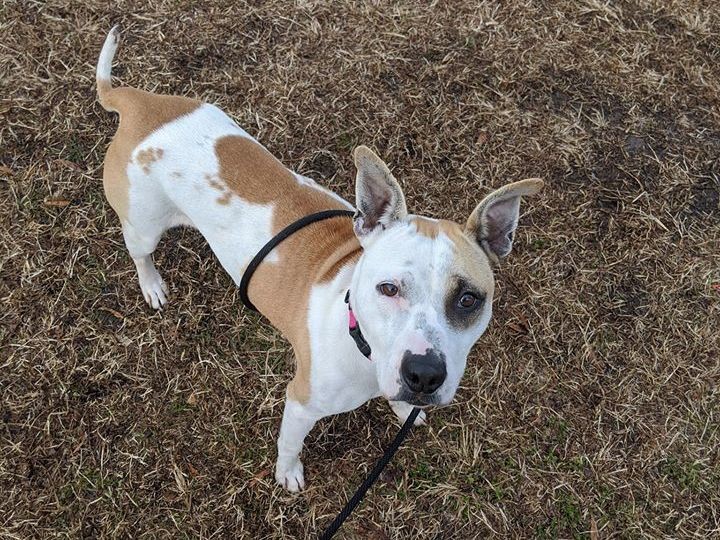 Adoptable Dogs in Wichita, KS | Beauties and Beasts