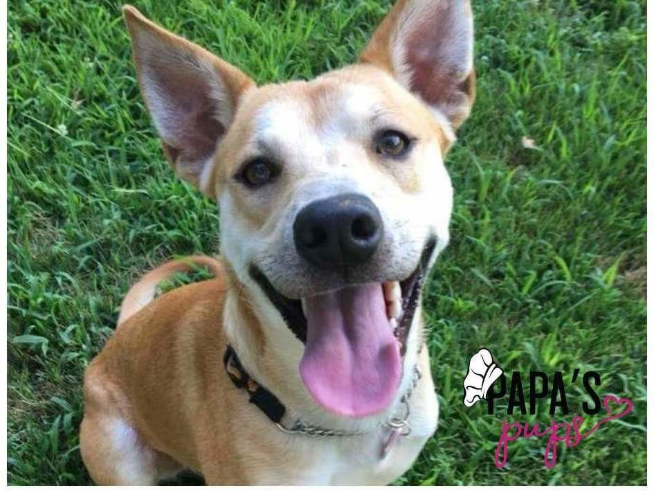 Adoptable Dogs in Wichita, KS Beauties and Beasts