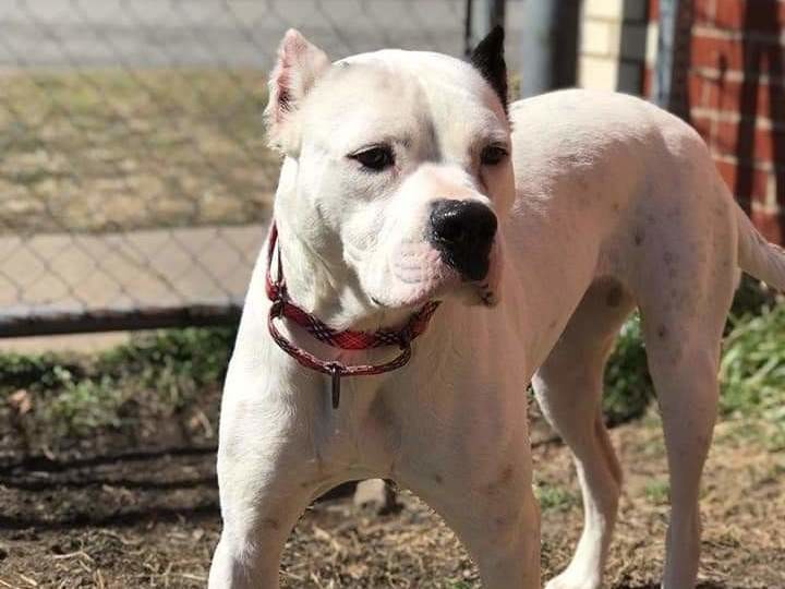 Adoptable Dogs in Wichita, KS | Beauties and Beasts