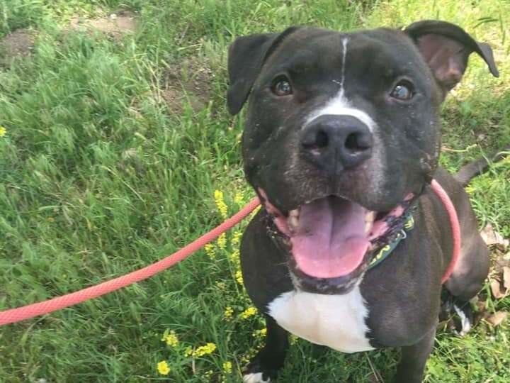 Adoptable Dogs in Wichita, KS | Beauties and Beasts