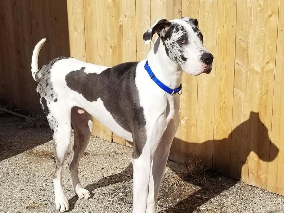 Adoptable Dogs in Wichita, KS | Beauties and Beasts