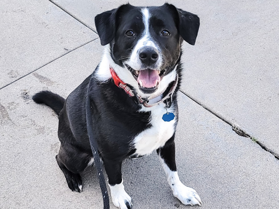 Short haired best sale collie mix