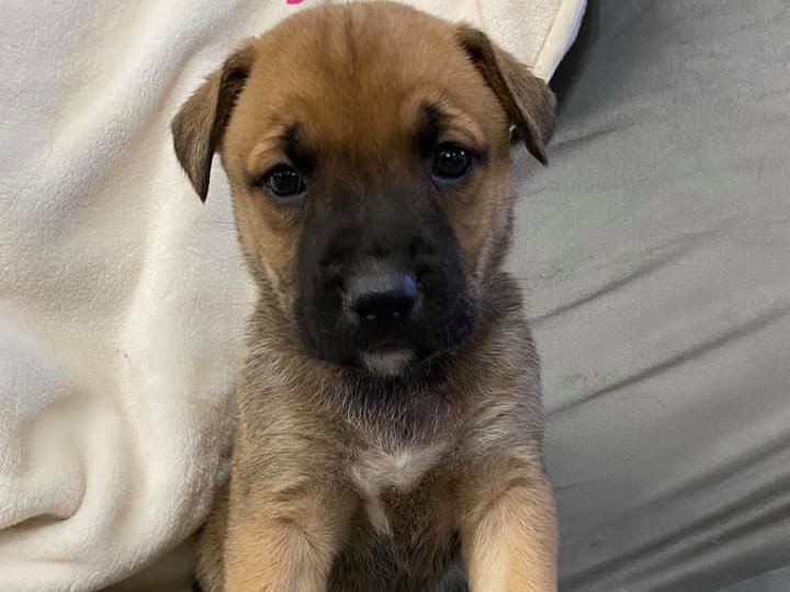 Adoptable Puppies in Wichita, KS | Beauties and Beasts