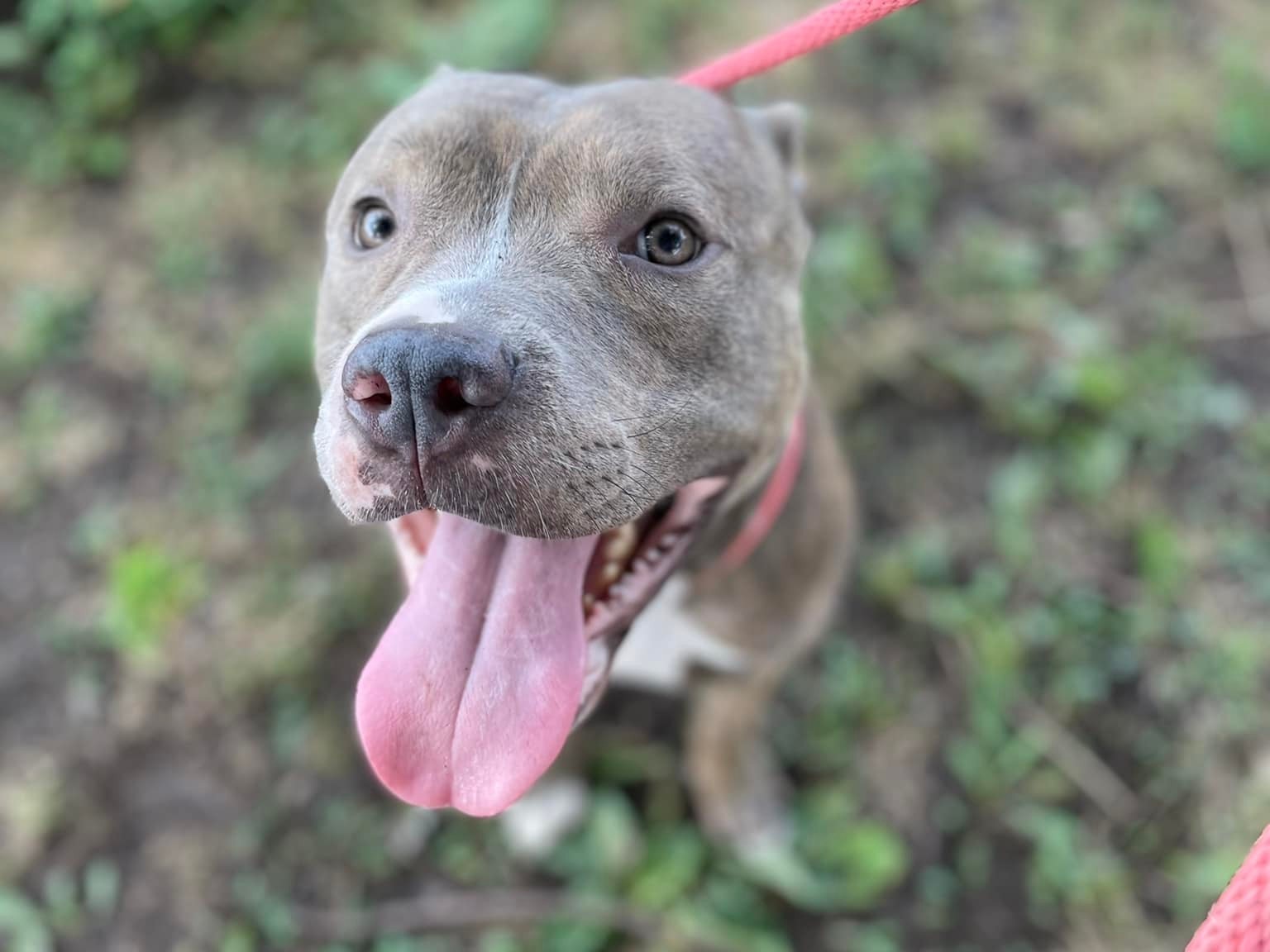 Adoptable Dogs in Wichita, KS | Beauties and Beasts