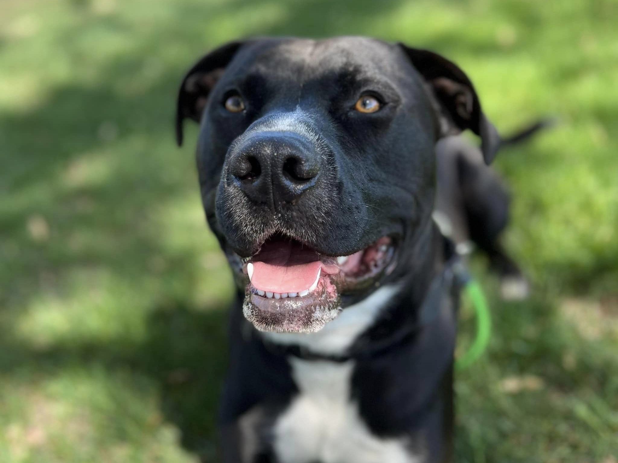 Adoptable Dogs in Wichita, KS | Beauties and Beasts