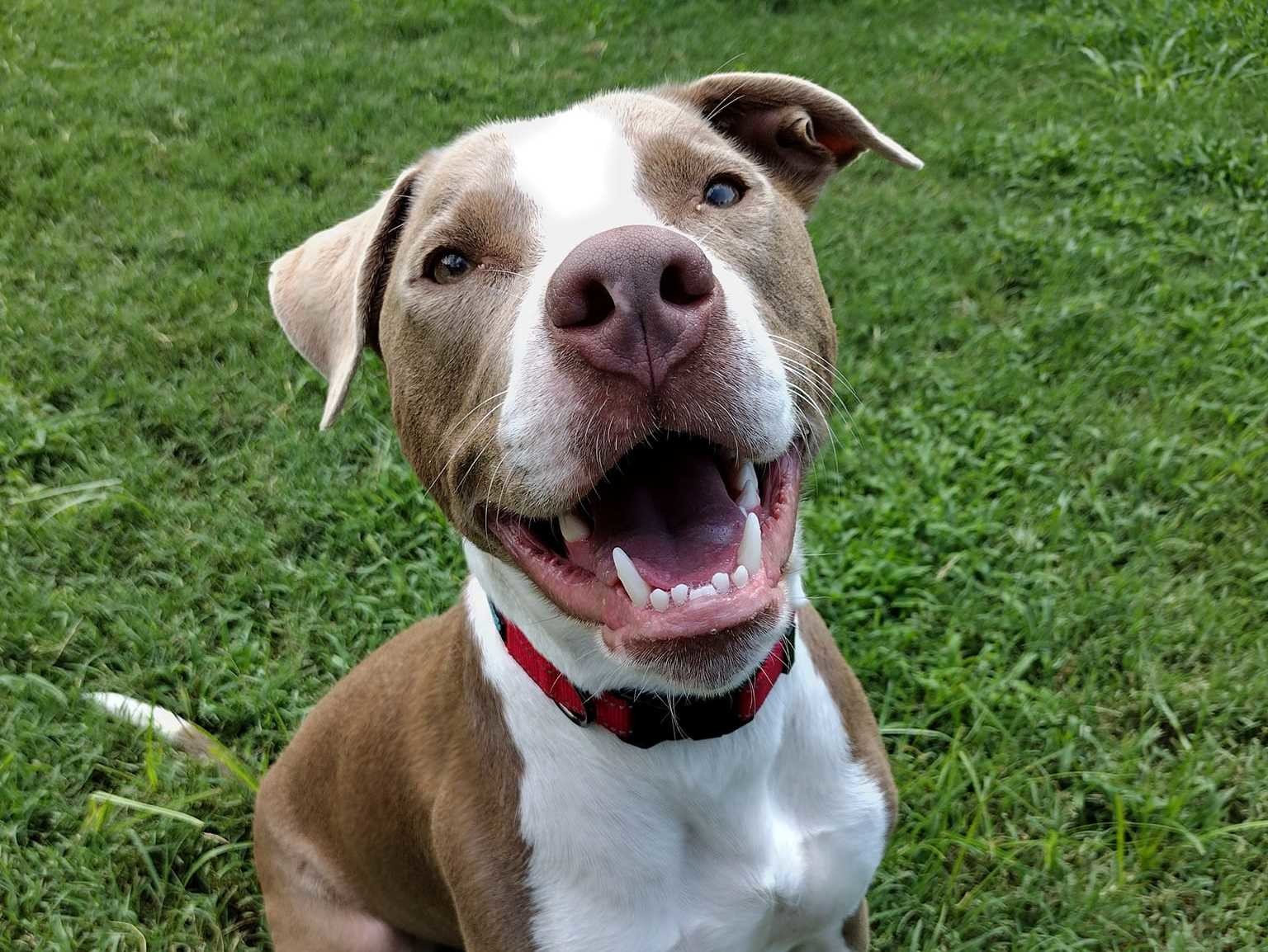 Adoptable Dogs in Wichita, KS | Beauties and Beasts